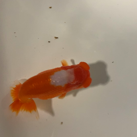 初めましての画像