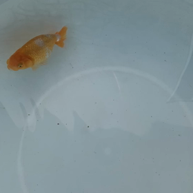 1.2号水換えの画像