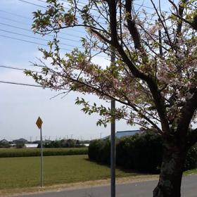 桜ゆき、鳥はなくの画像
