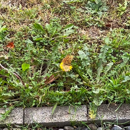 しゅうぶんせれもにー0ーにもれせんぶうゅし(さいごにだいめいかいたらまたばぐってかんじうてない)の記事動画