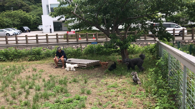 ドッグラン☕の記事動画