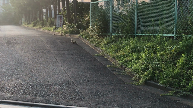 朝んぽo(^^ )o--------⊆^U)┬┬~...の記事動画