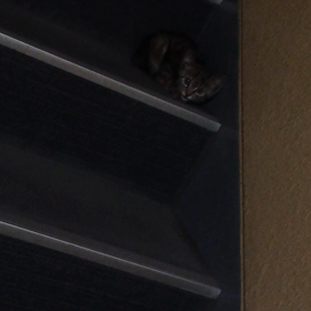 もし迷い猫を見つけたら……の画像