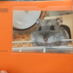 もやしのアルバムの画像