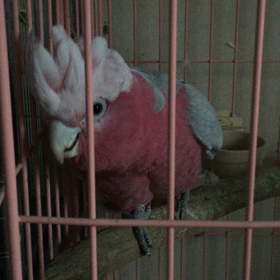 鳴き声の画像