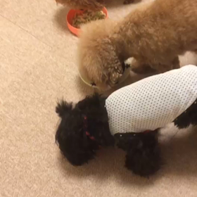 わんこparty✨の画像