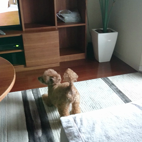 エルちゃん…テレビの画面に…の画像