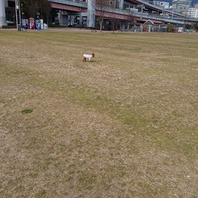 エルちゃん一人遊びの画像