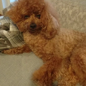 おねむねむの画像