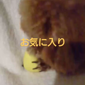 エルちゃんお気に入りの画像