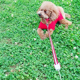 最近～のお散歩の途中での画像