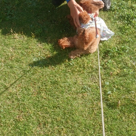 最近のえる子さん10/1の画像