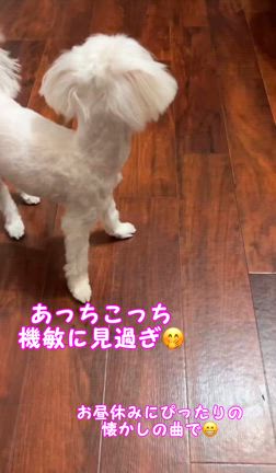 もしかしたら…の記事動画