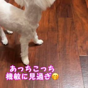 もしかしたら…の画像