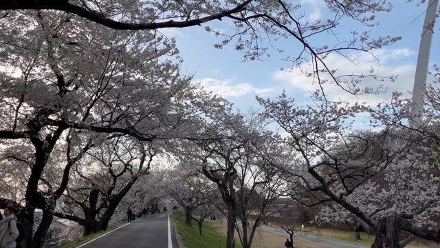 3️⃣Cherry Blossams木曽川堤Kiso River bankの記事動画