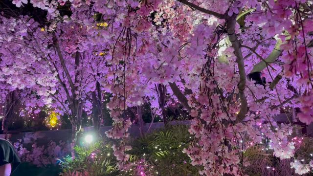 cherry blossams2️⃣Dai Nagoya Building大名古屋ビルディングの記事動画