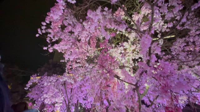 cherry blossams2️⃣Dai Nagoya Building大名古屋ビルディングの記事動画