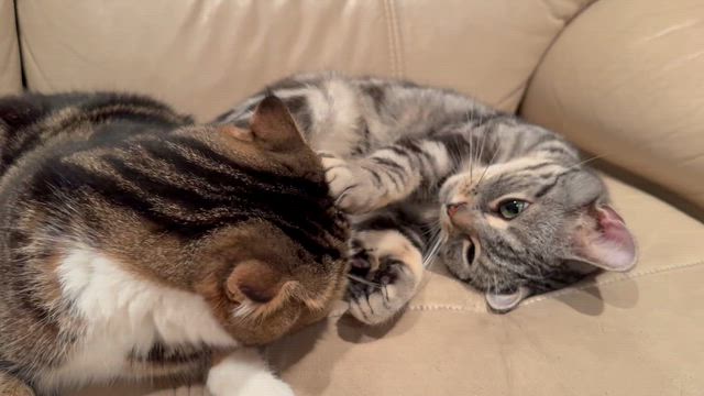 今起きてる熊が住宅地に現れる問題の根本解決をするならの記事動画