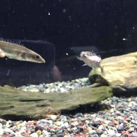 コケ擦り・水替えの画像