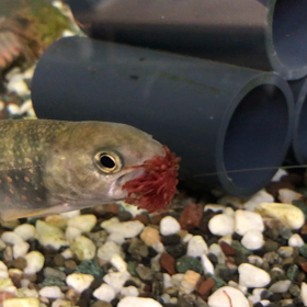 食いしん坊万歳の画像