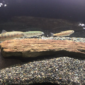 はぁ(ﾉД`)y━･~~の画像