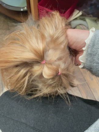 看板犬ちゃんが元気なかった訳の記事動画