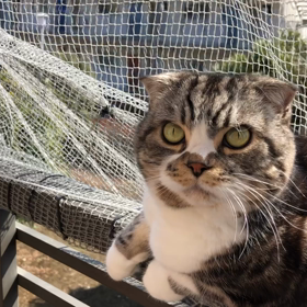 暖かい日のベランダで動画♪の画像