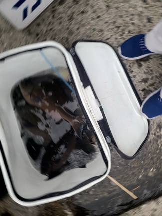 佐多岬りさ丸釣り情報の記事動画