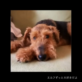 エルフずっと大好きだよ♡の画像