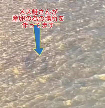 絶賛魚の資源保護活動中‼️の記事動画