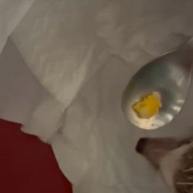 ペットのことの画像