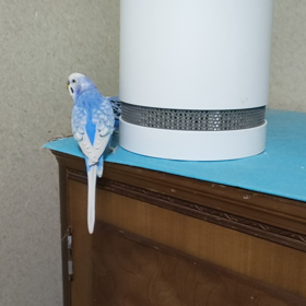 久々に動く姿をの画像