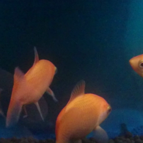 本日のお魚さん。の画像