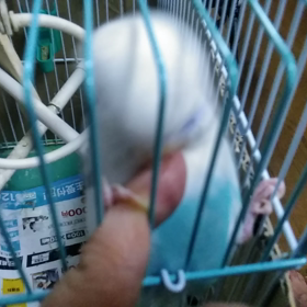 ヘドバン。の画像