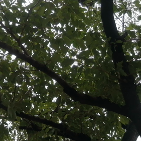 セミの声。※音量注意の画像