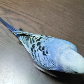 珍しく1人。の画像