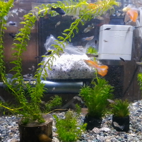 久々のグッピー水槽。の画像