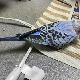 最新情報に目がない「いずも」の画像