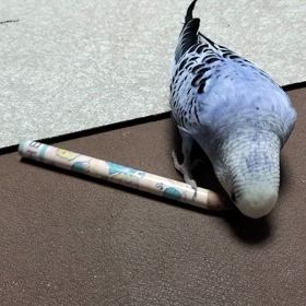 今日もカジカジ…。の画像