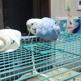 包帯といずもさん。の画像
