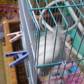 本日のユキさん。の画像