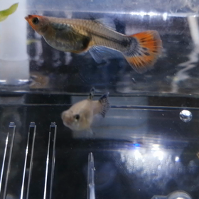 産まれた！！！瞬間の撮影も成功♪の画像