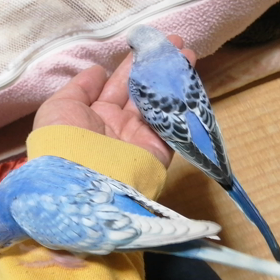 本日の「いずやし」。の画像