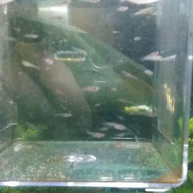 グッピー水槽その後。の画像