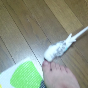 本日のユキさん。の画像