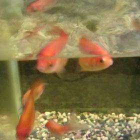 本日の金魚さん。の画像