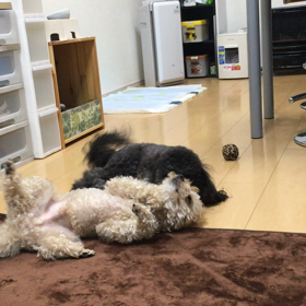癒されますよーの画像