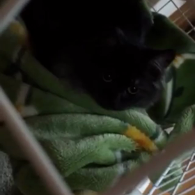 しゃべる猫（おはよう編）の画像