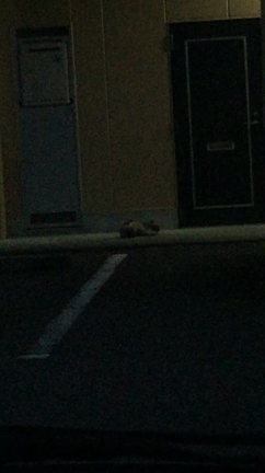 かゆいらしい。猫の記事動画