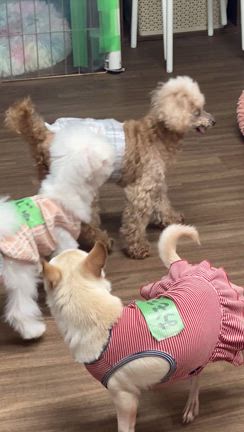 今日は保護犬トイプー息子の里帰りの記事動画